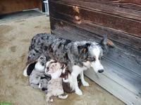 Border Collie Welpen zu vergeben