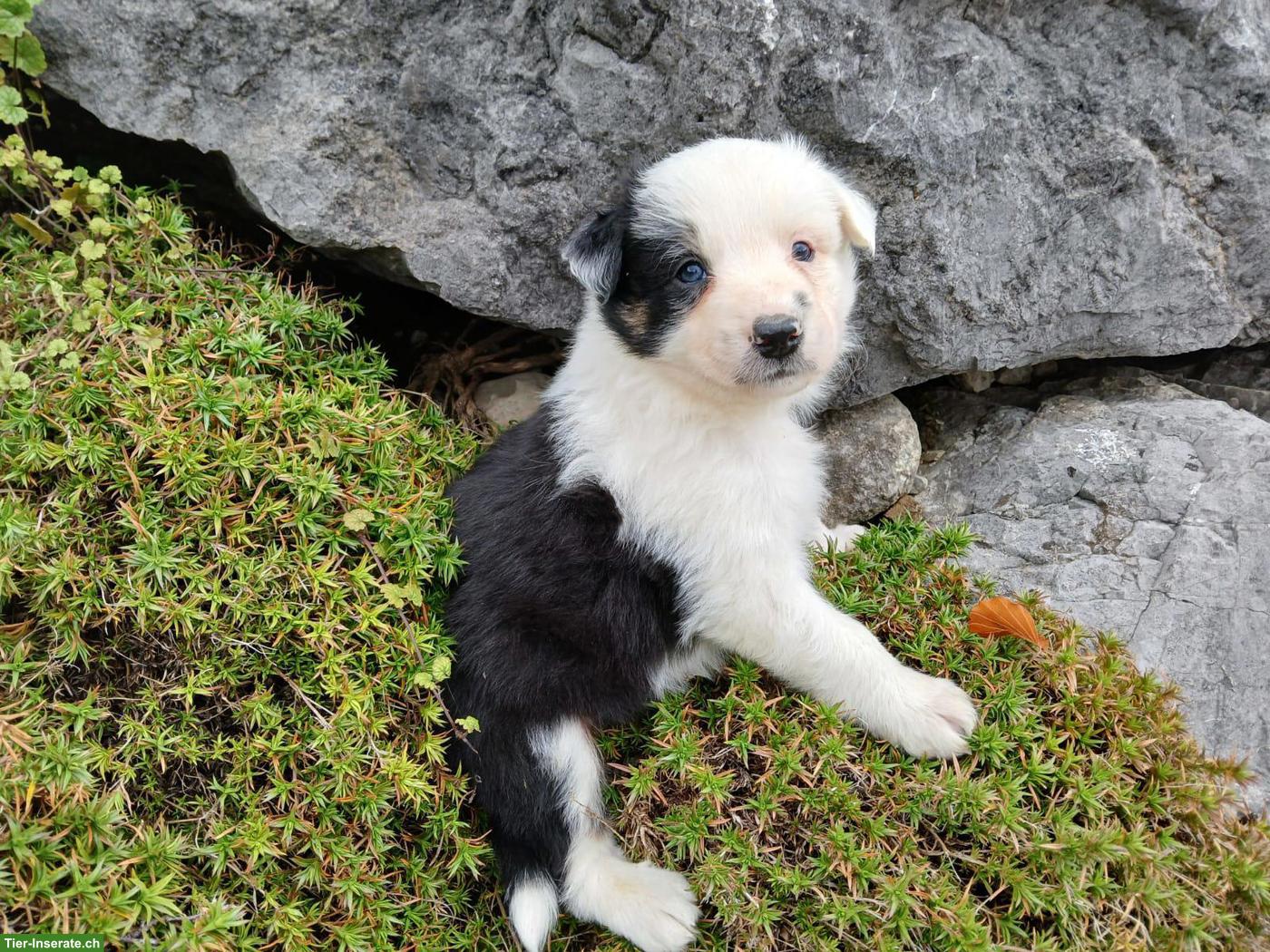 Bild 10: Border Collie Welpen zu vergeben