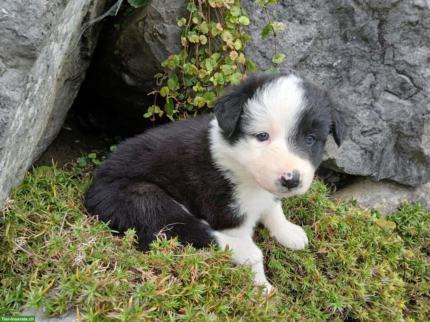 Bild 2: Border Collie Welpen zu vergeben