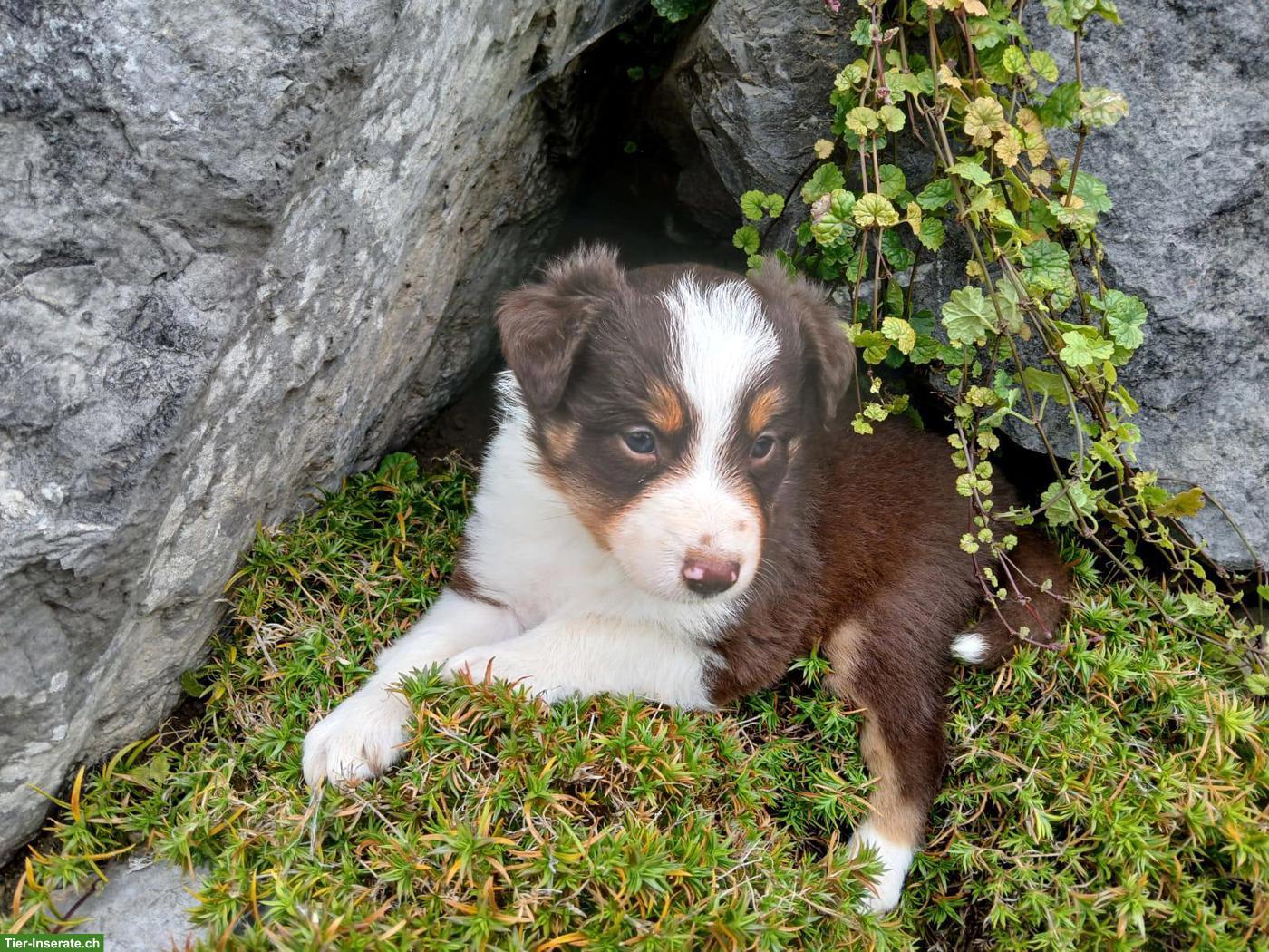 Bild 3: Border Collie Welpen zu vergeben
