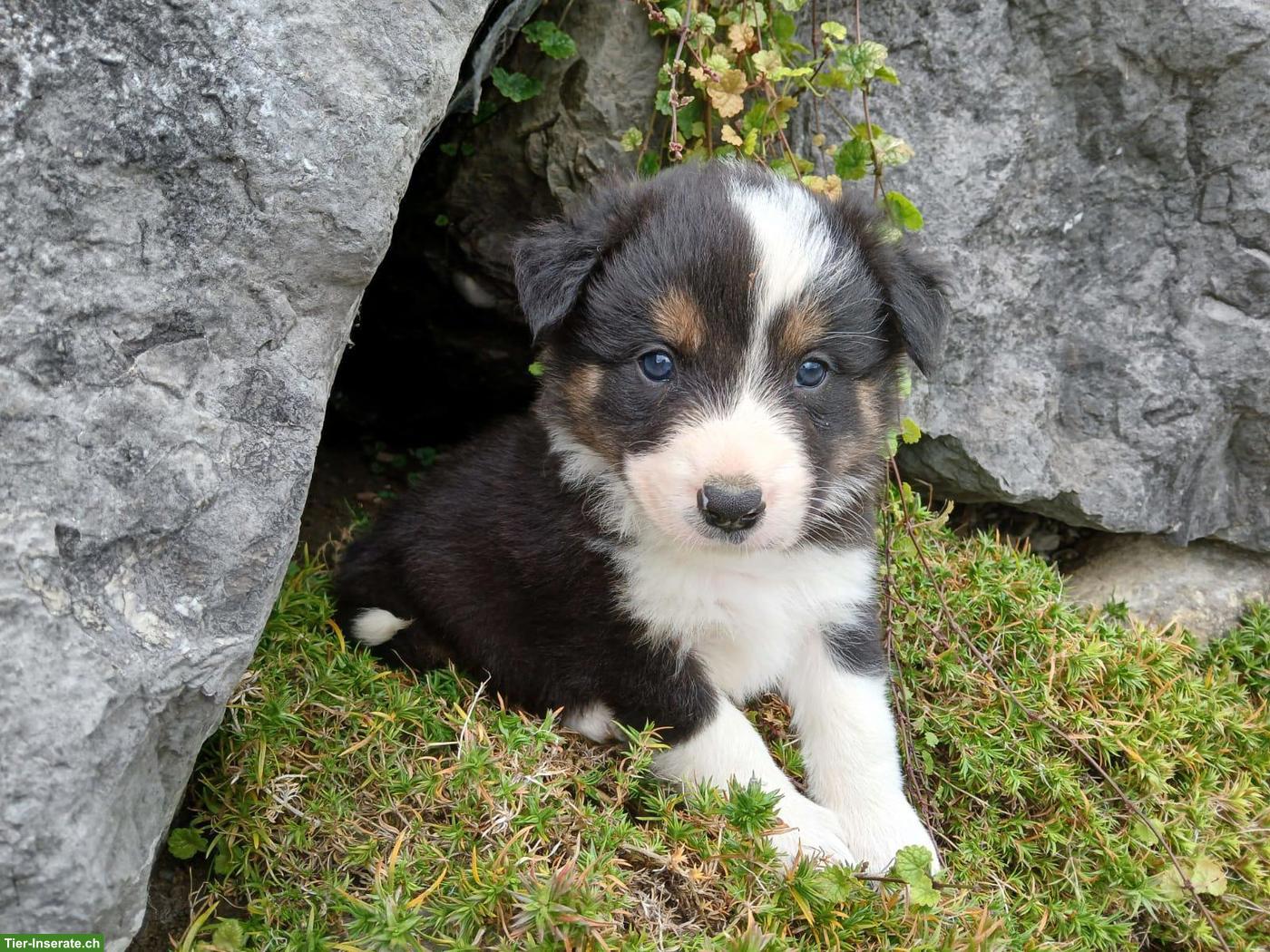 Bild 4: Border Collie Welpen zu vergeben
