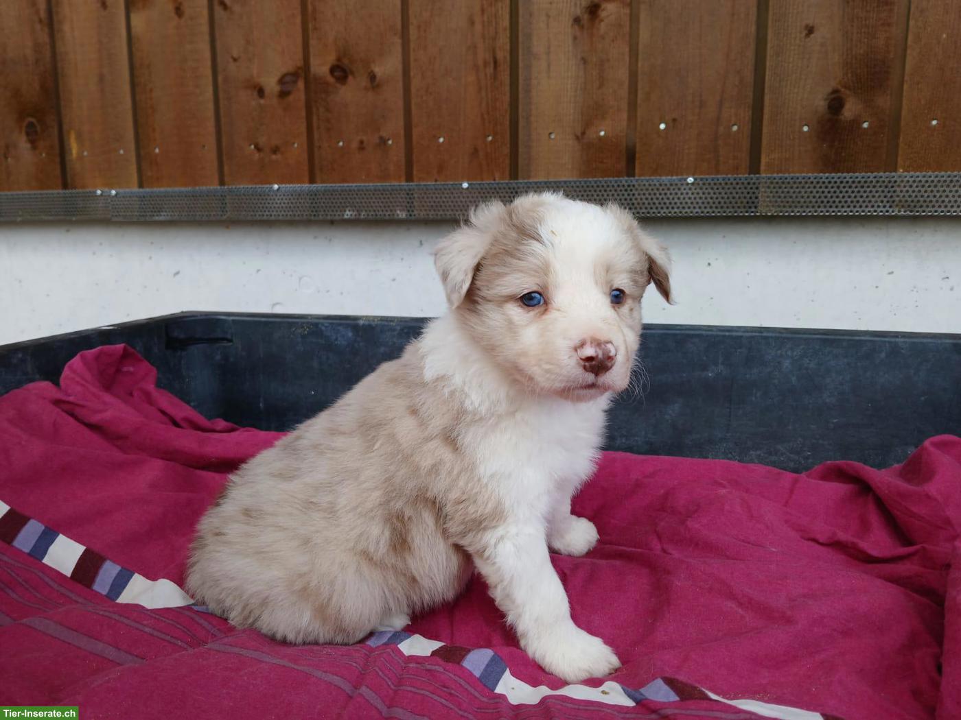 Bild 5: Border Collie Welpen zu vergeben