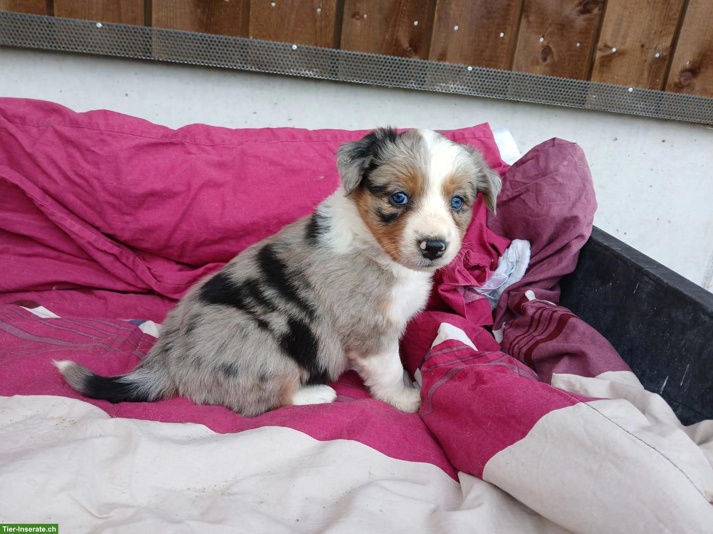 Bild 6: Border Collie Welpen zu vergeben