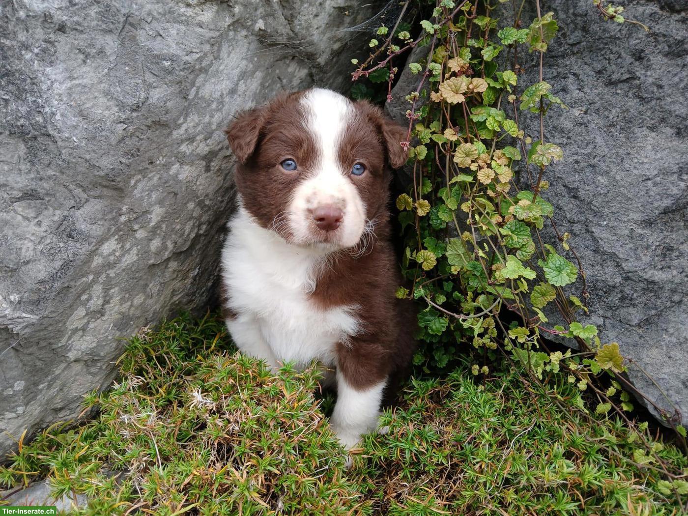 Bild 7: Border Collie Welpen zu vergeben