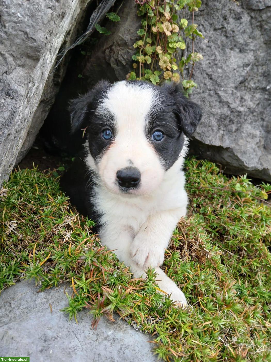 Bild 8: Border Collie Welpen zu vergeben