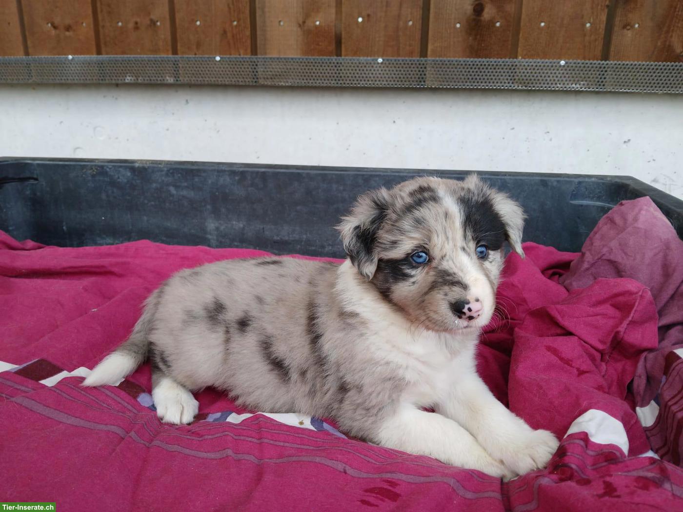 Bild 9: Border Collie Welpen zu vergeben