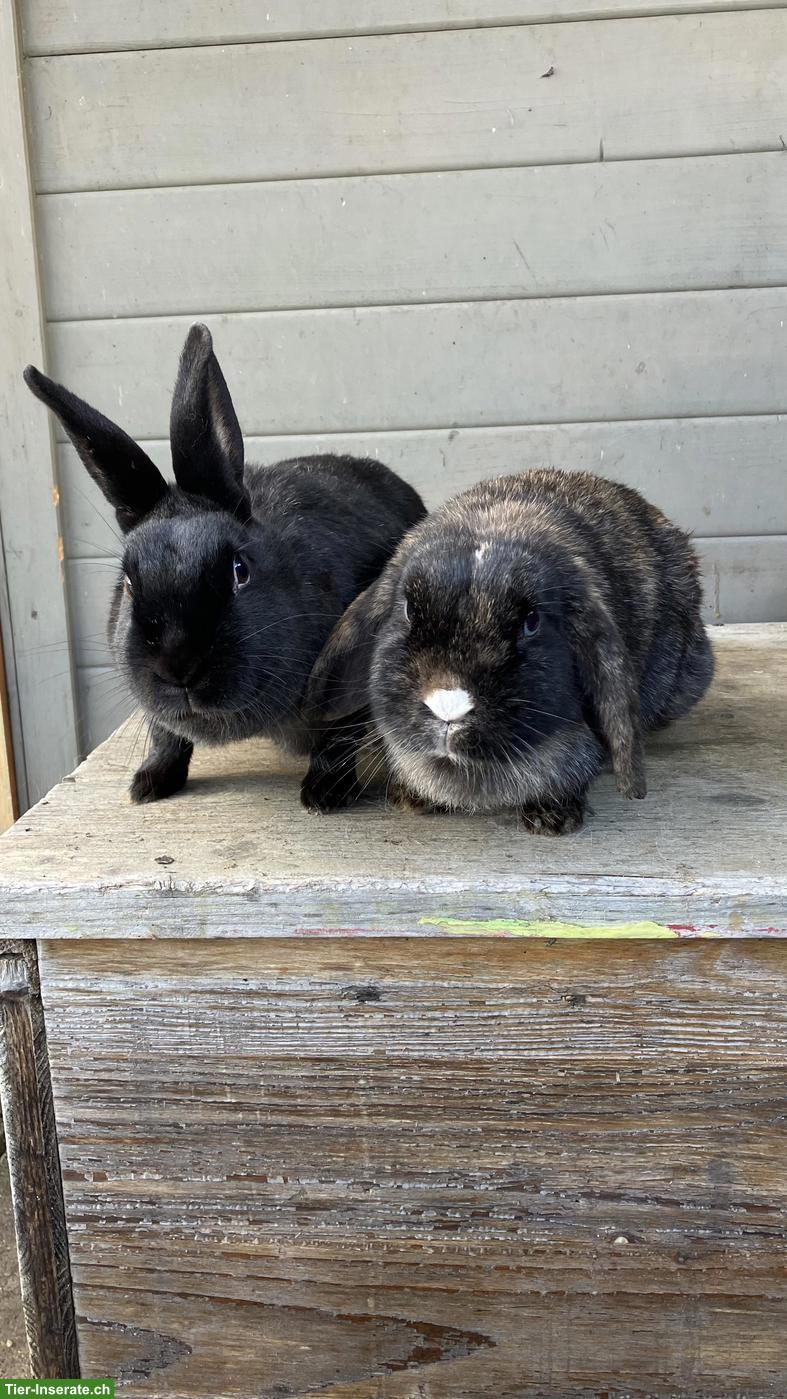 2 Zwergkaninchen inkl. Stall und Zubehör