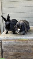 2 Zwergkaninchen inkl. Stall und Zubehör