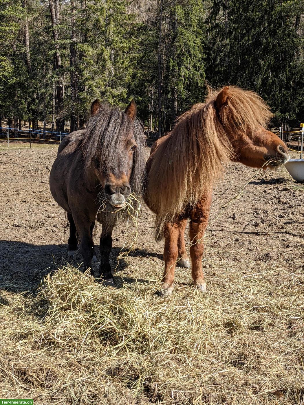 Bild 2: 2 Mini-Ponys suchen ihr Traumzuhause (nur gemeinsam abzugeben)