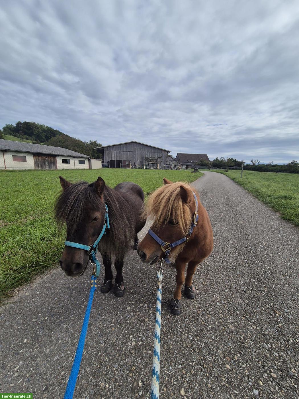 Bild 3: 2 Mini-Ponys suchen ihr Traumzuhause (nur gemeinsam abzugeben)