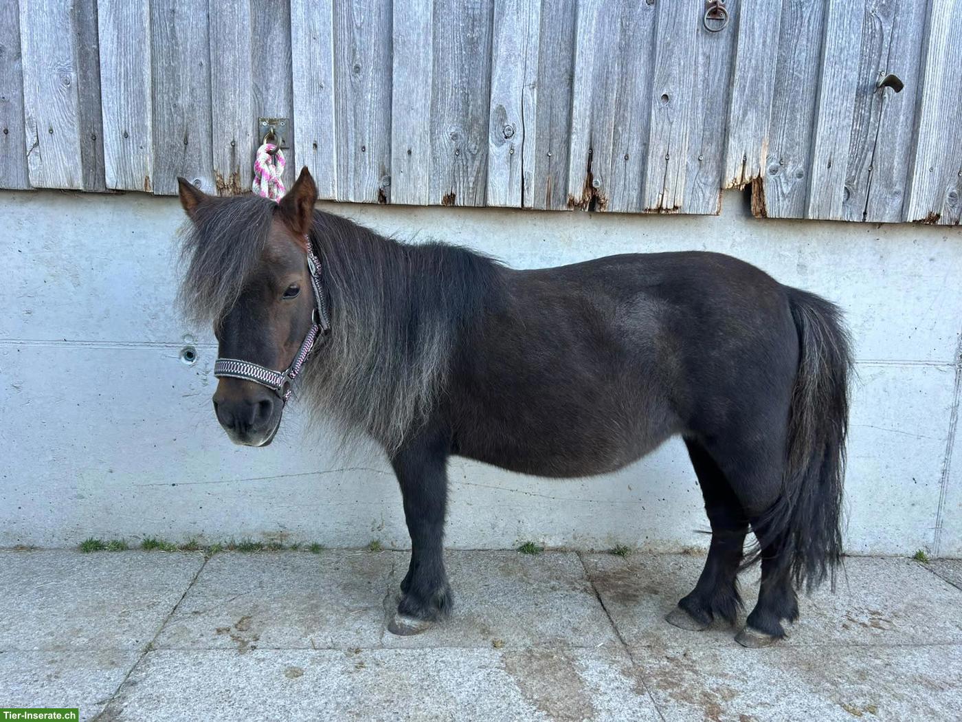Bild 4: 2 Mini-Ponys suchen ihr Traumzuhause (nur gemeinsam abzugeben)