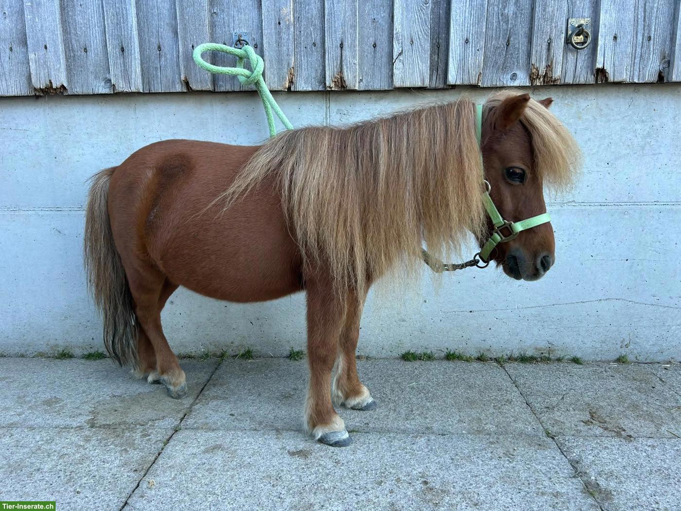 Bild 5: 2 Mini-Ponys suchen ihr Traumzuhause (nur gemeinsam abzugeben)