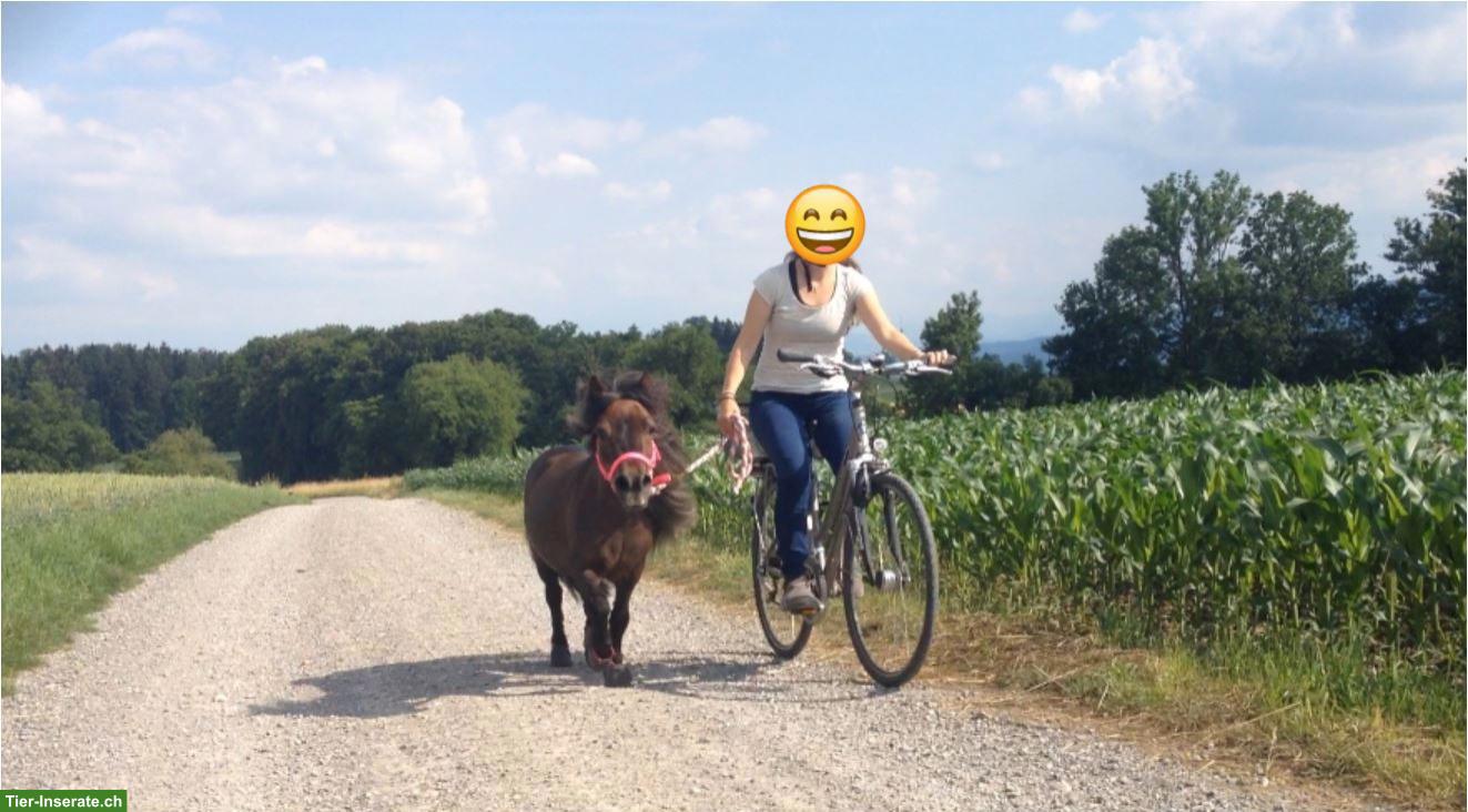 Bild 6: 2 Mini-Ponys suchen ihr Traumzuhause (nur gemeinsam abzugeben)