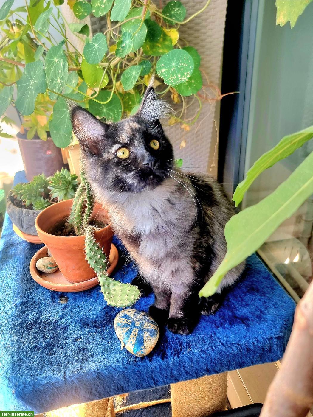 2 Main Coon Katzen, reinrassig