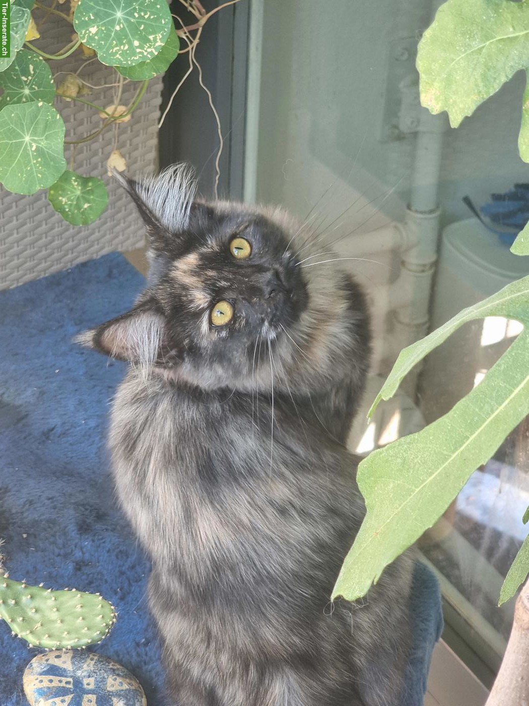 Bild 2: 2 Main Coon Katzen, reinrassig