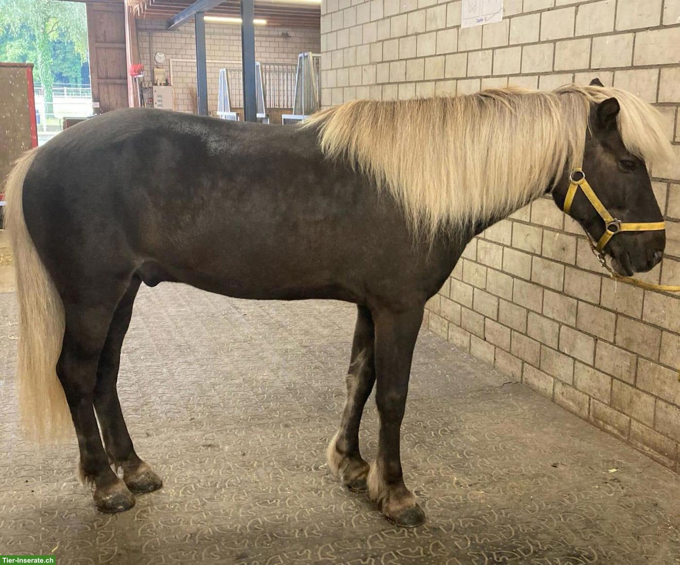 Bild 3: Isländer Wallach, 13-jähriges Verlasspferd