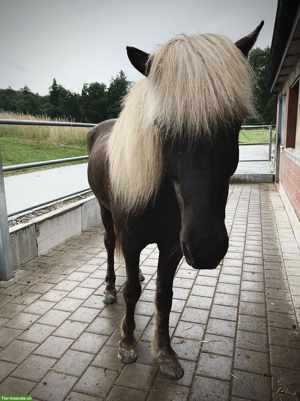 Bild 4: Isländer Wallach, 13-jähriges Verlasspferd
