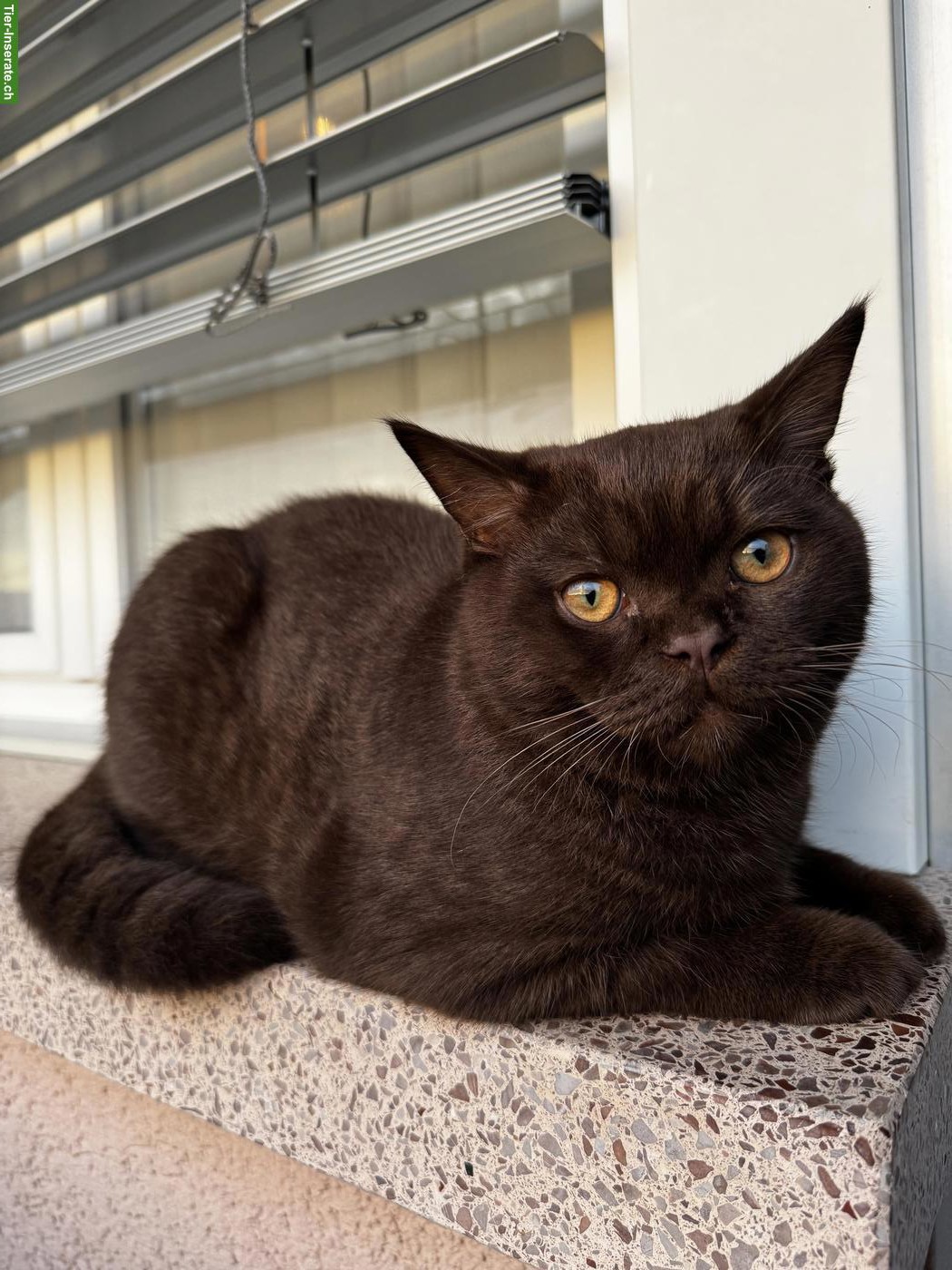 BKH Kater, kastriert, 1,5 Jahre alt, Farbe Chocolate