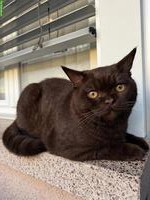 BKH Kater, kastriert, 1,5 Jahre alt, Farbe Chocolate