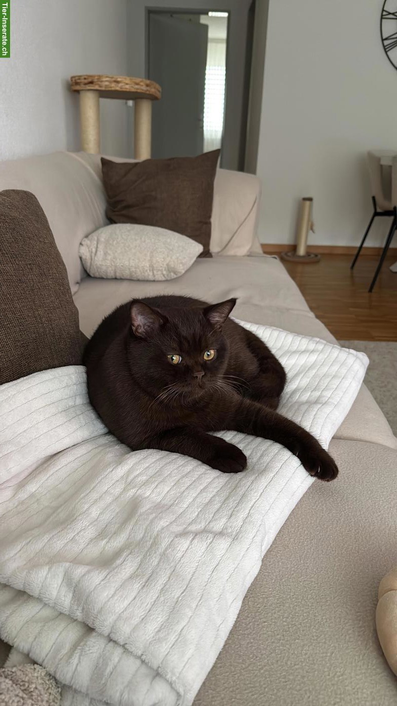 Bild 2: BKH Kater, kastriert, 1,5 Jahre alt, Farbe Chocolate