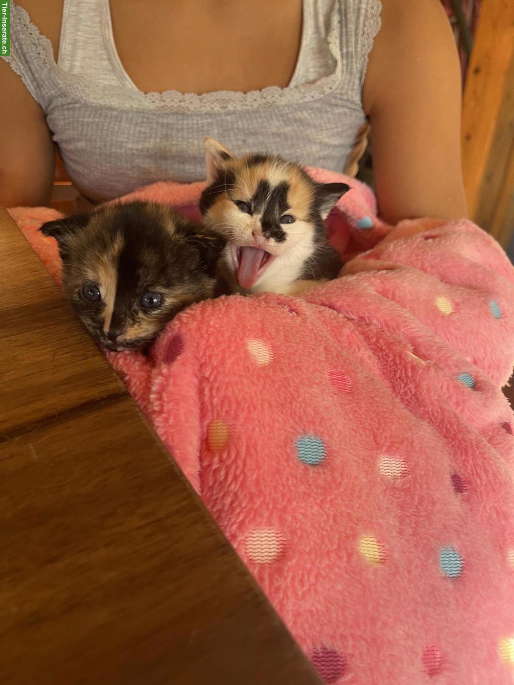 Dreifarbige Babykatzen suchen liebes Zuhause