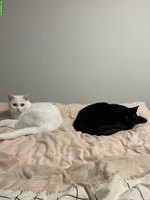 2 wunderschöne Katzen, 2- und 3-jährig