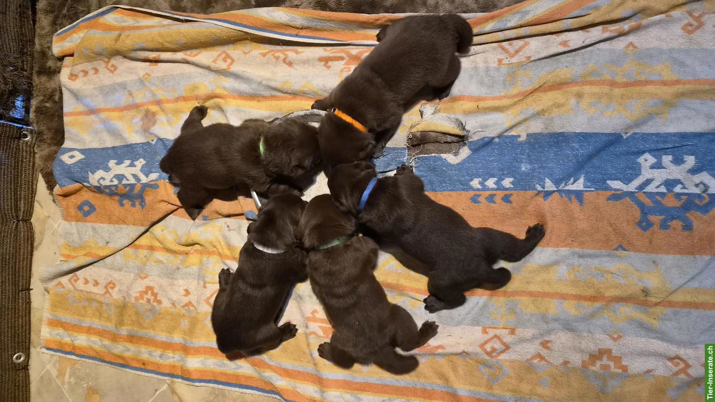 Bild 2: Sehr schöne Labrador Welpen, braun zu verkaufen