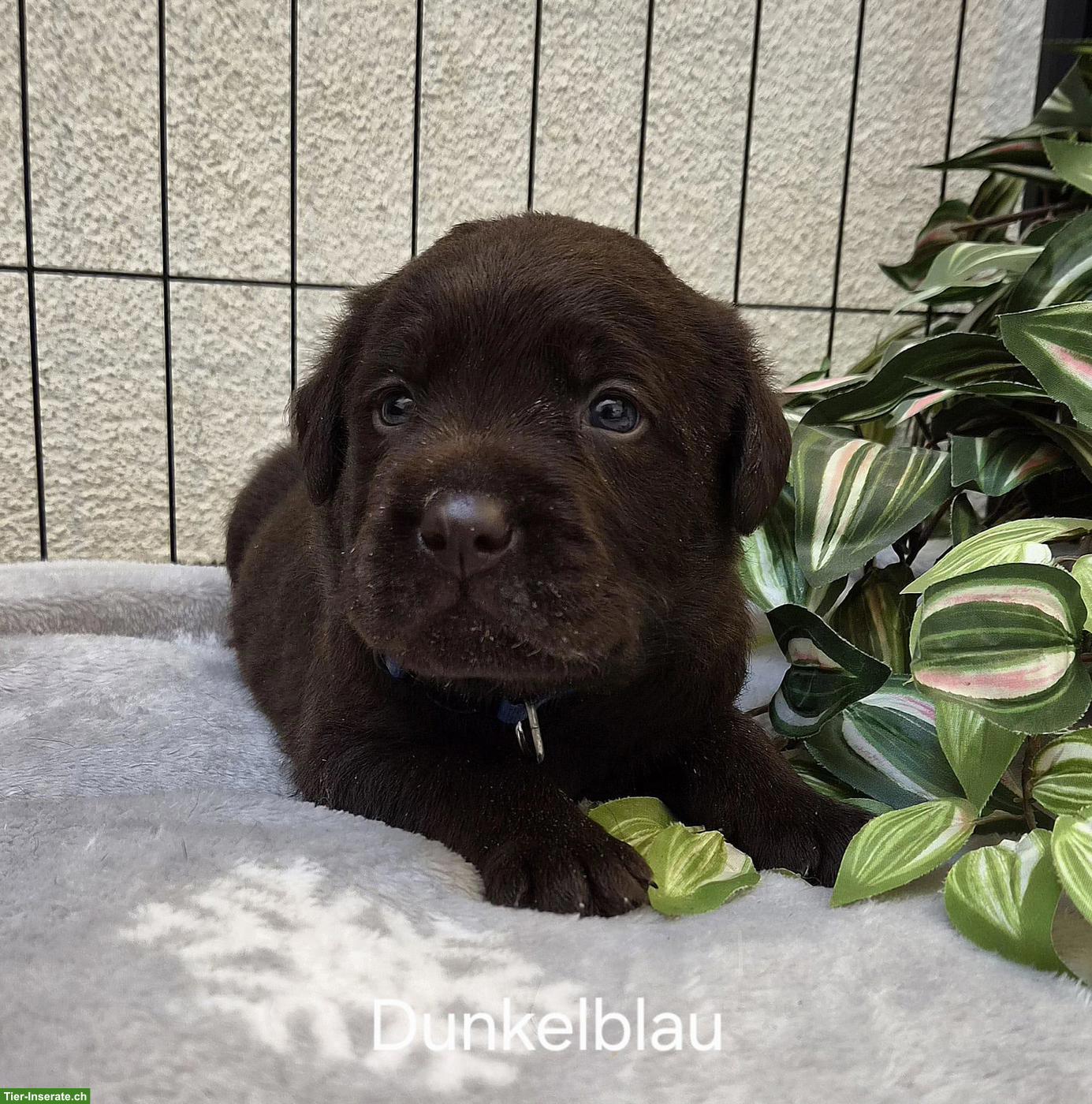 Bild 3: Sehr schöne Labrador Welpen, braun zu verkaufen
