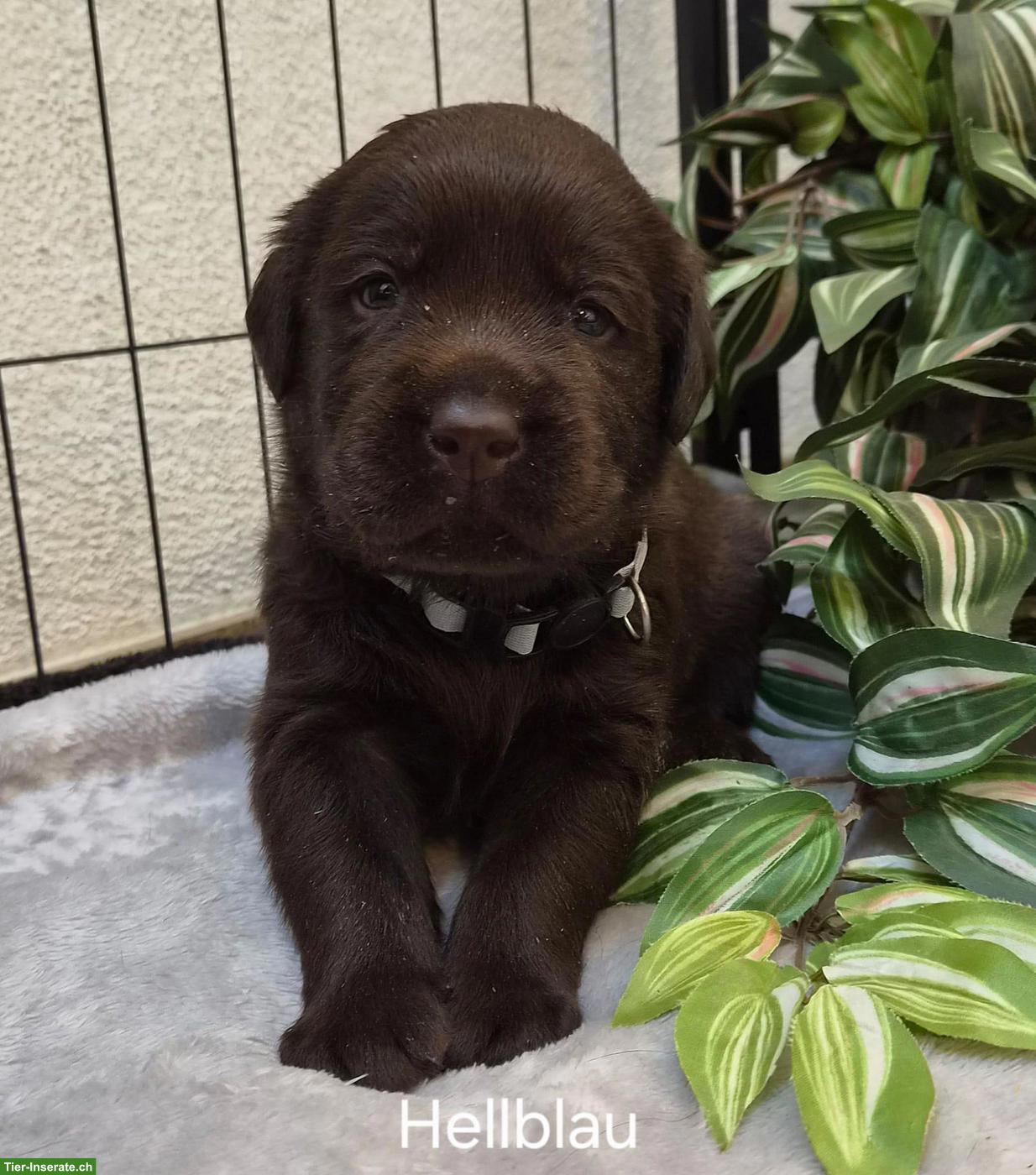 Bild 4: Sehr schöne Labrador Welpen, braun zu verkaufen