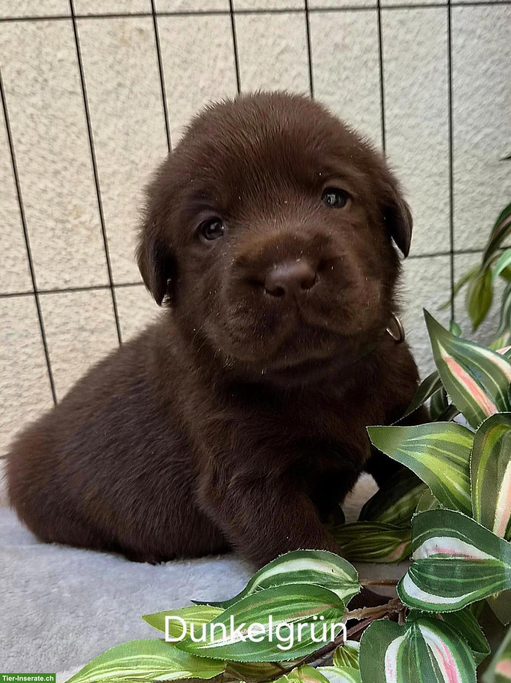 Bild 5: Sehr schöne Labrador Welpen, braun zu verkaufen