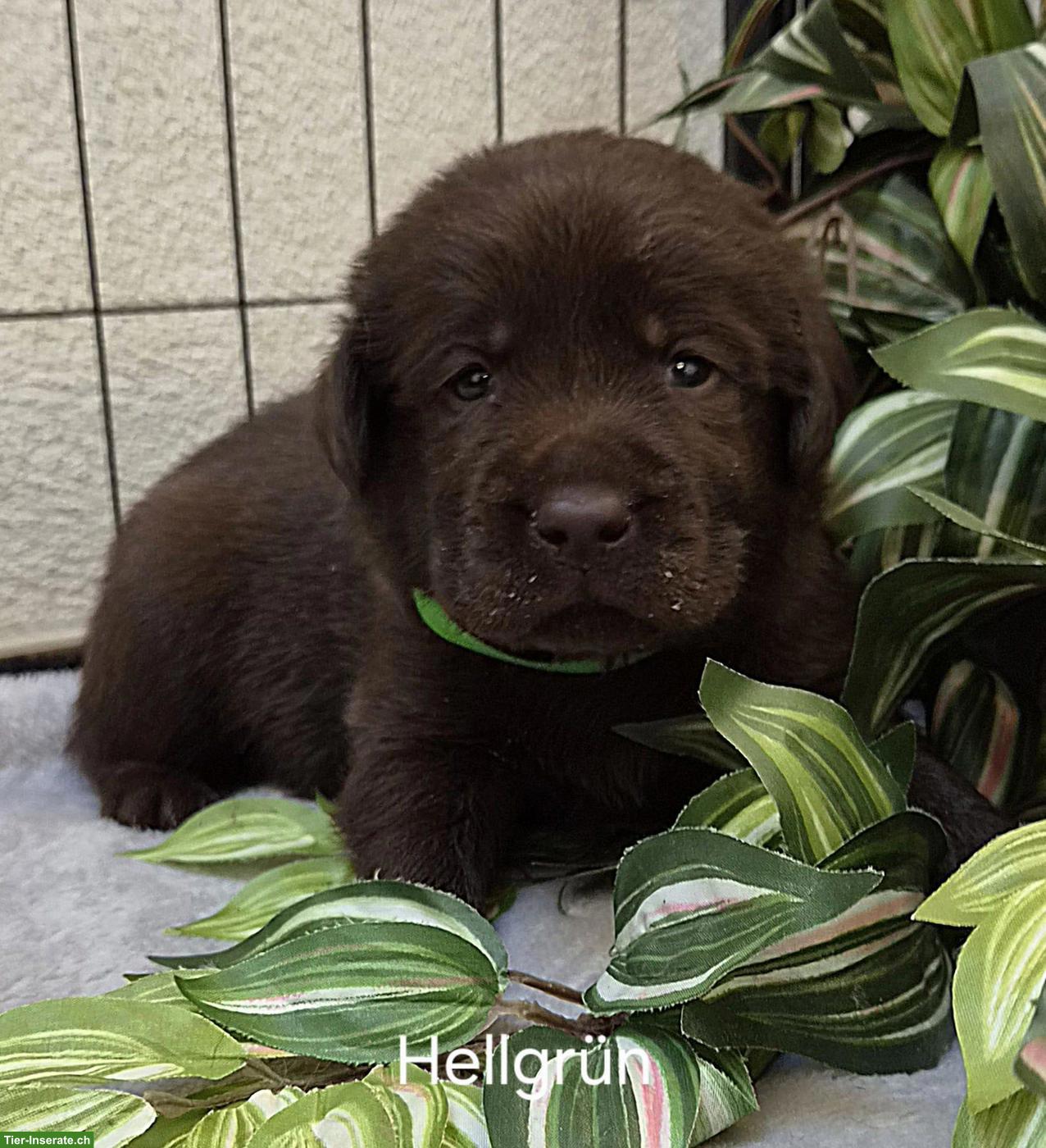 Bild 6: Sehr schöne Labrador Welpen, braun zu verkaufen