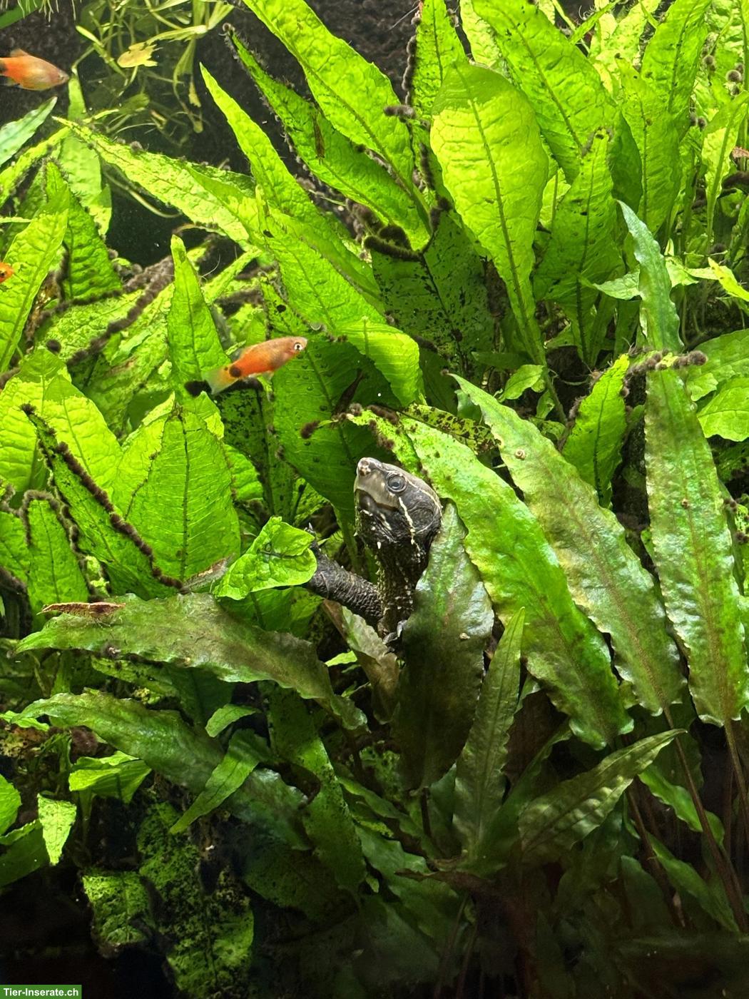 Moschusschildkröten Zuchtpaar (Sternotherus odoratus)