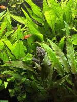 Moschusschildkröten Zuchtpaar (Sternotherus odoratus)