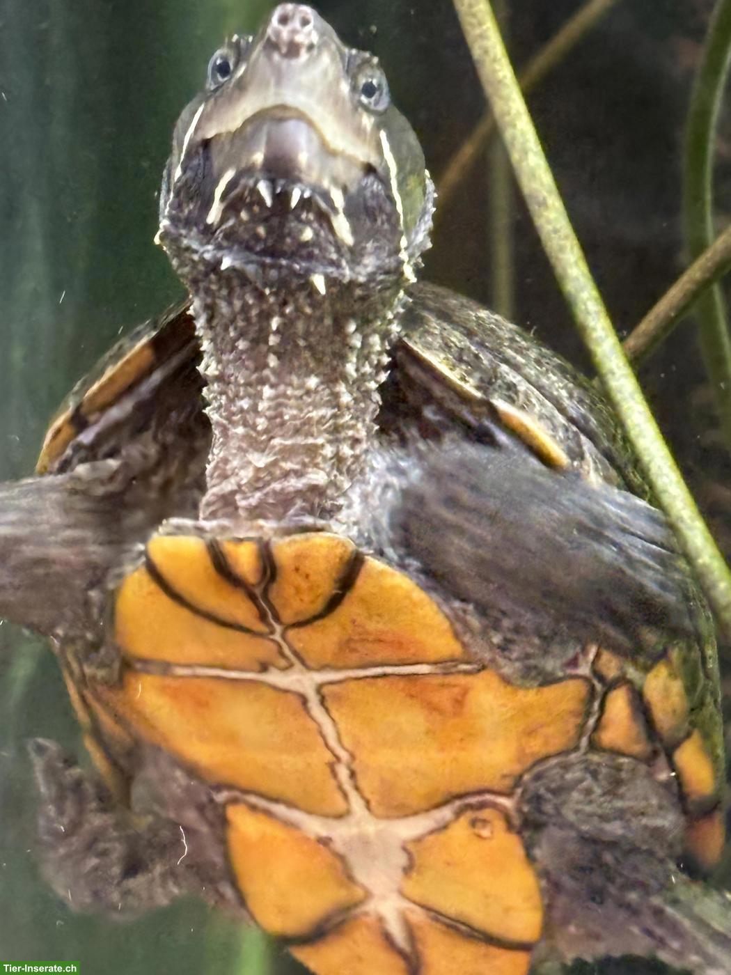 Bild 2: Moschusschildkröten Zuchtpaar (Sternotherus odoratus)