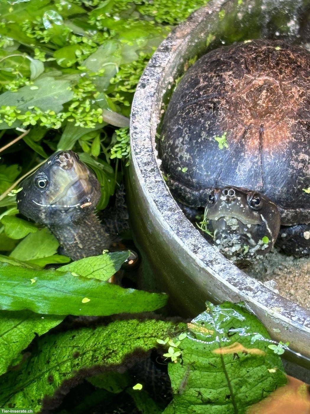 Bild 3: Moschusschildkröten Zuchtpaar (Sternotherus odoratus)