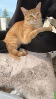 Katze Nela sucht ihren Menschen