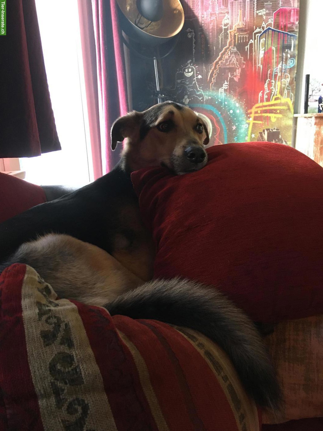 Bild 6: Unser Rüde Yuri sucht ein schönes Zuhause