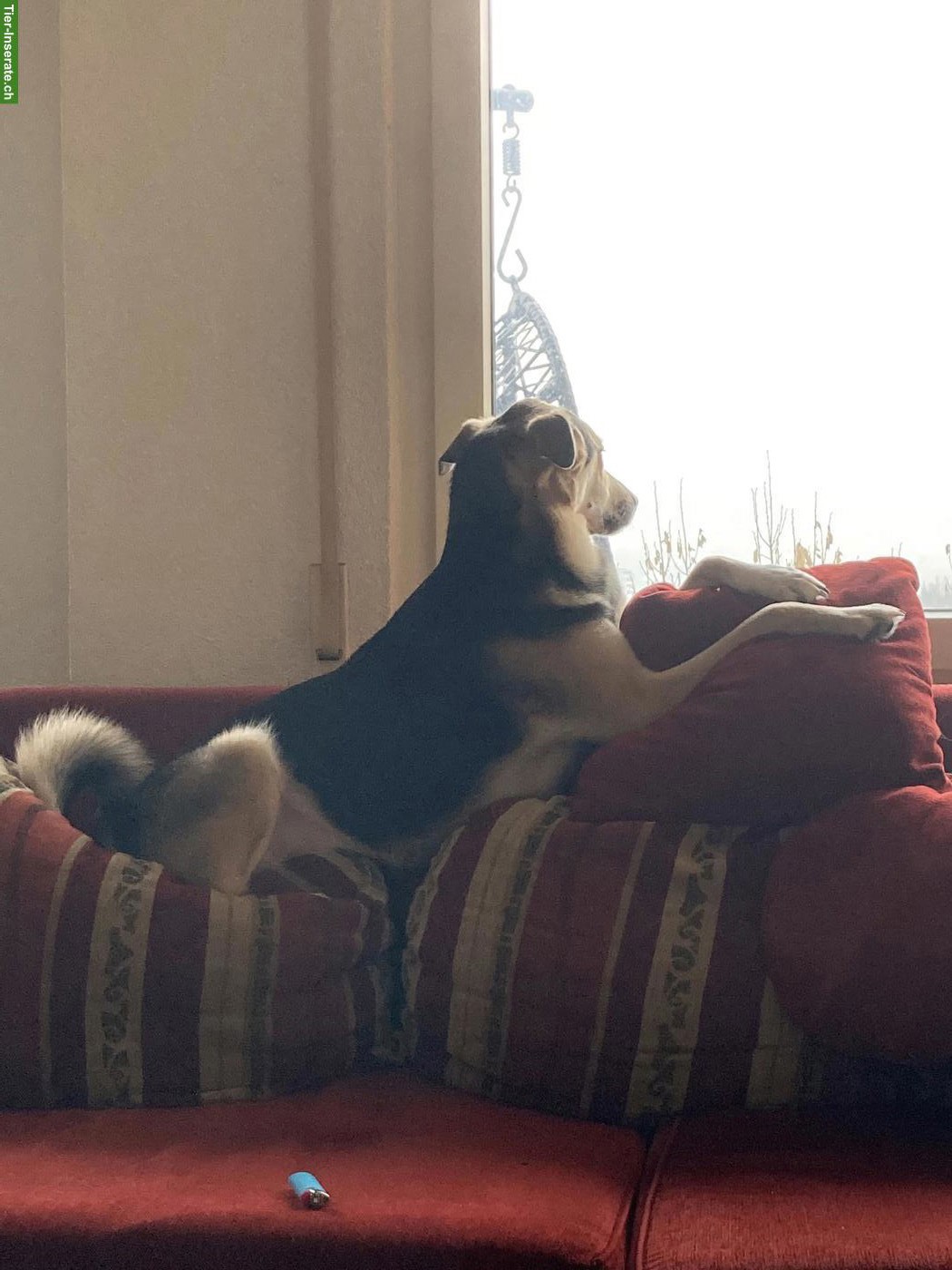 Bild 7: Unser Rüde Yuri sucht ein schönes Zuhause