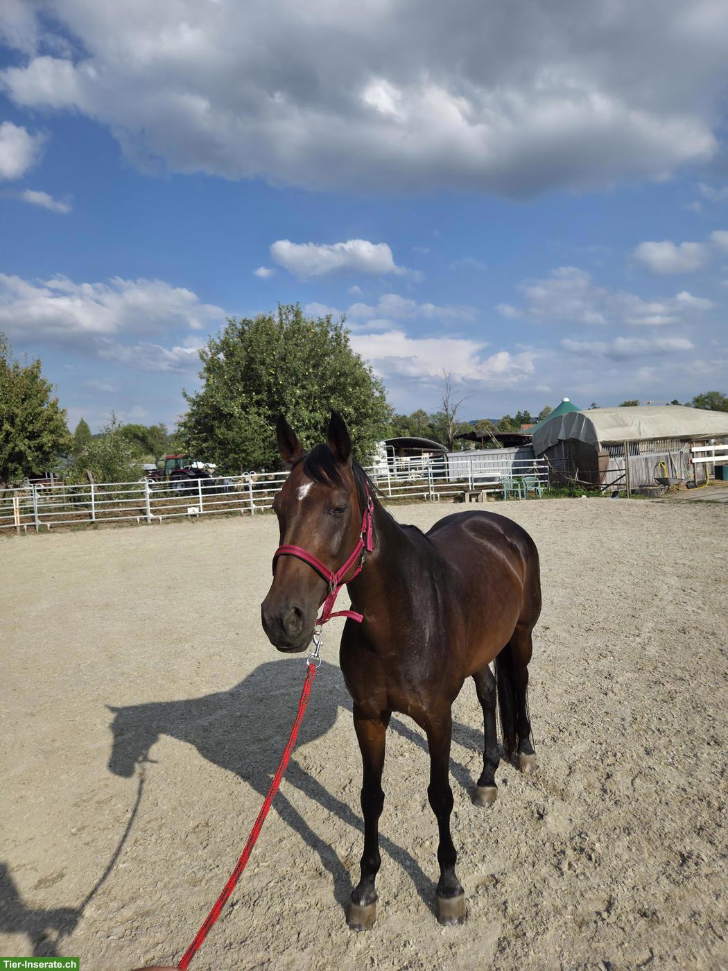 Reitbeteiligung gesucht für Hanoveraner Stute im Aargau