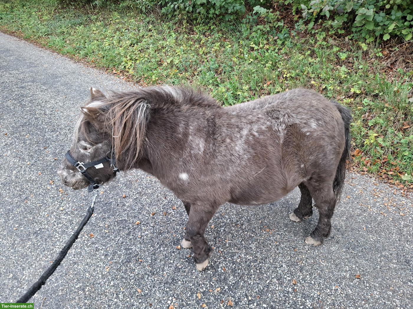 Mini Shetty Stute sucht ihr Traumzuhause