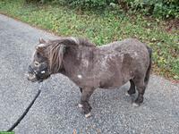 Mini Shetty Stute sucht ihr Traumzuhause