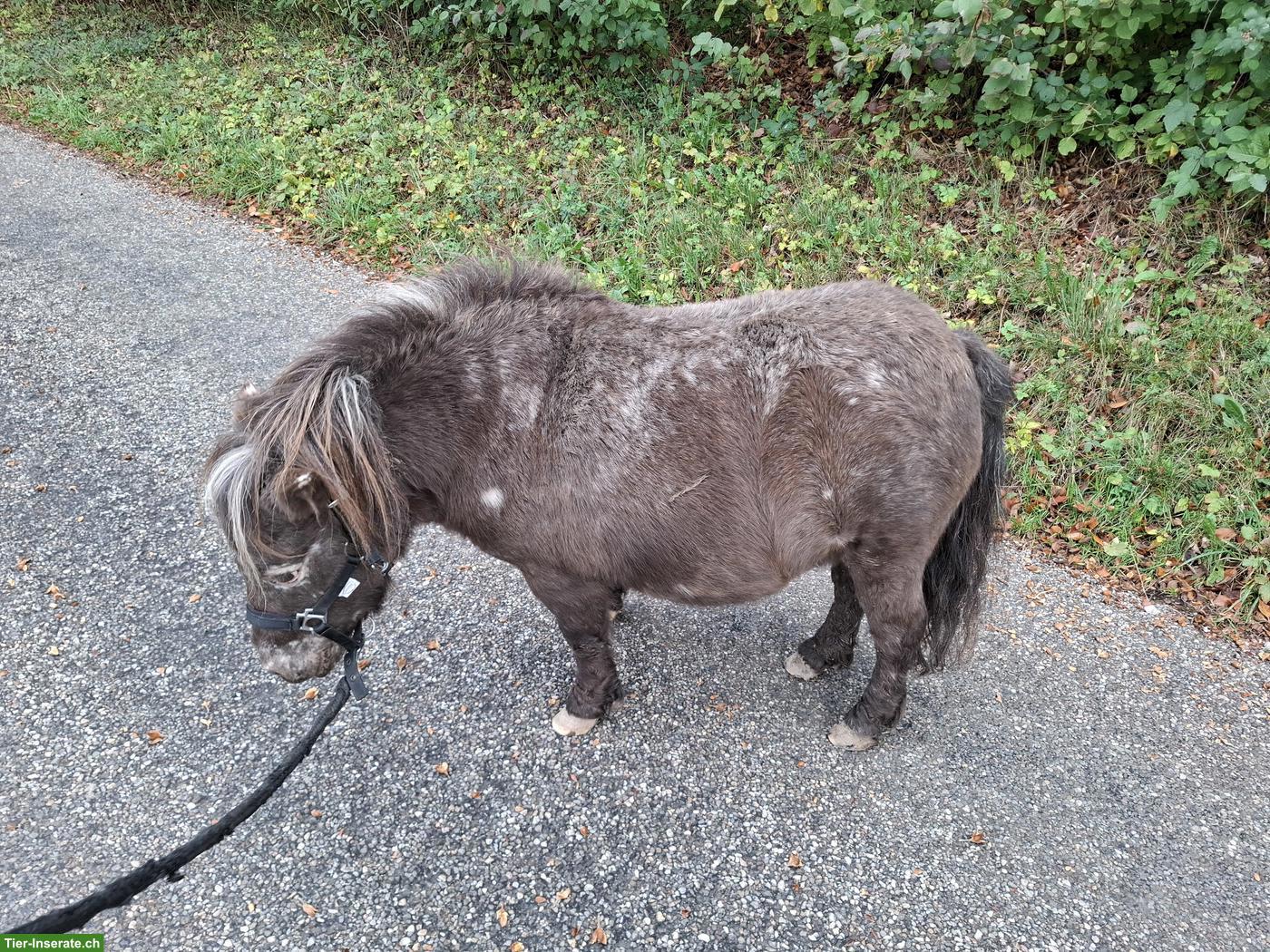 Bild 2: Mini Shetty Stute sucht ihr Traumzuhause