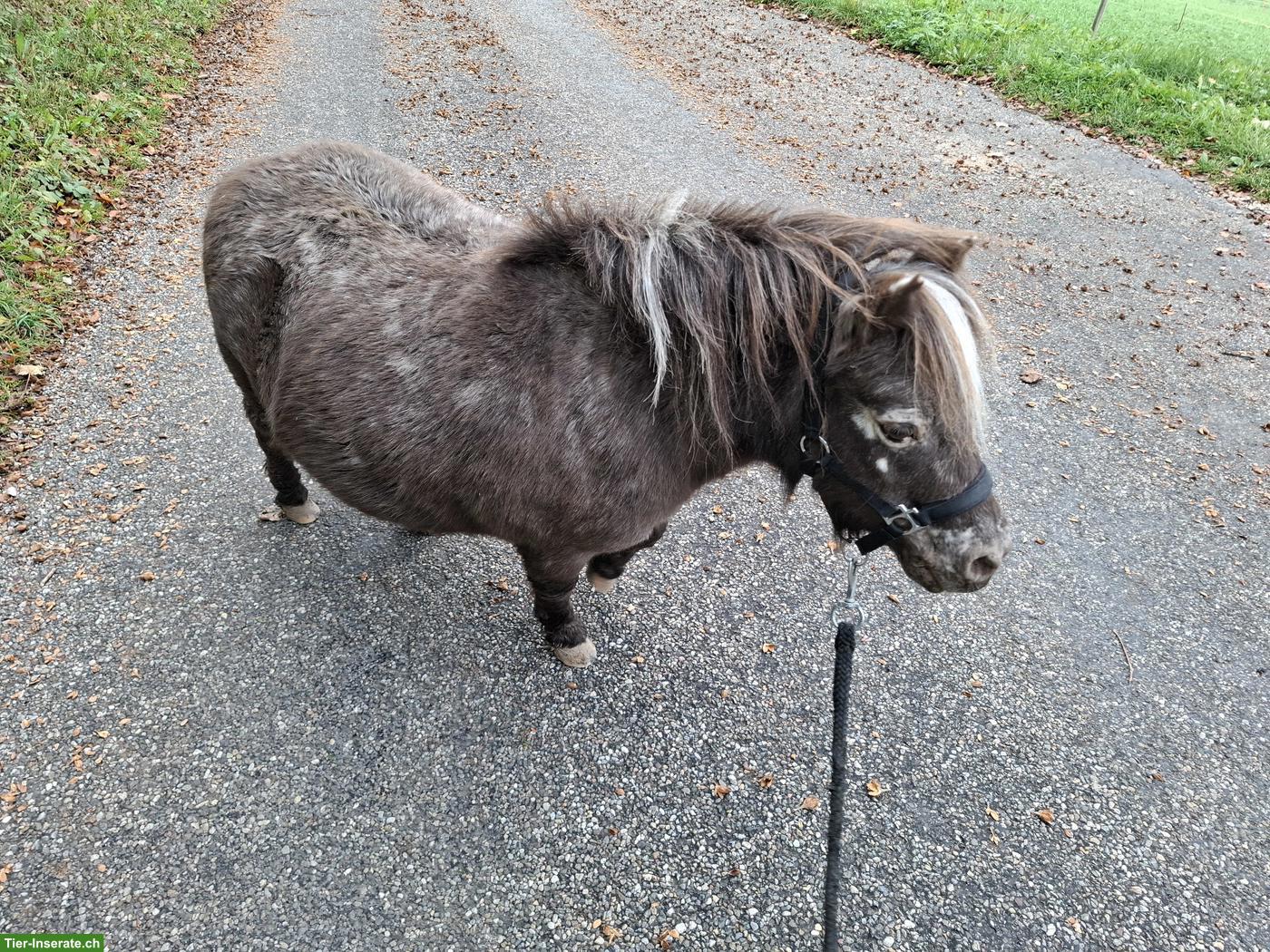 Bild 3: Mini Shetty Stute sucht ihr Traumzuhause