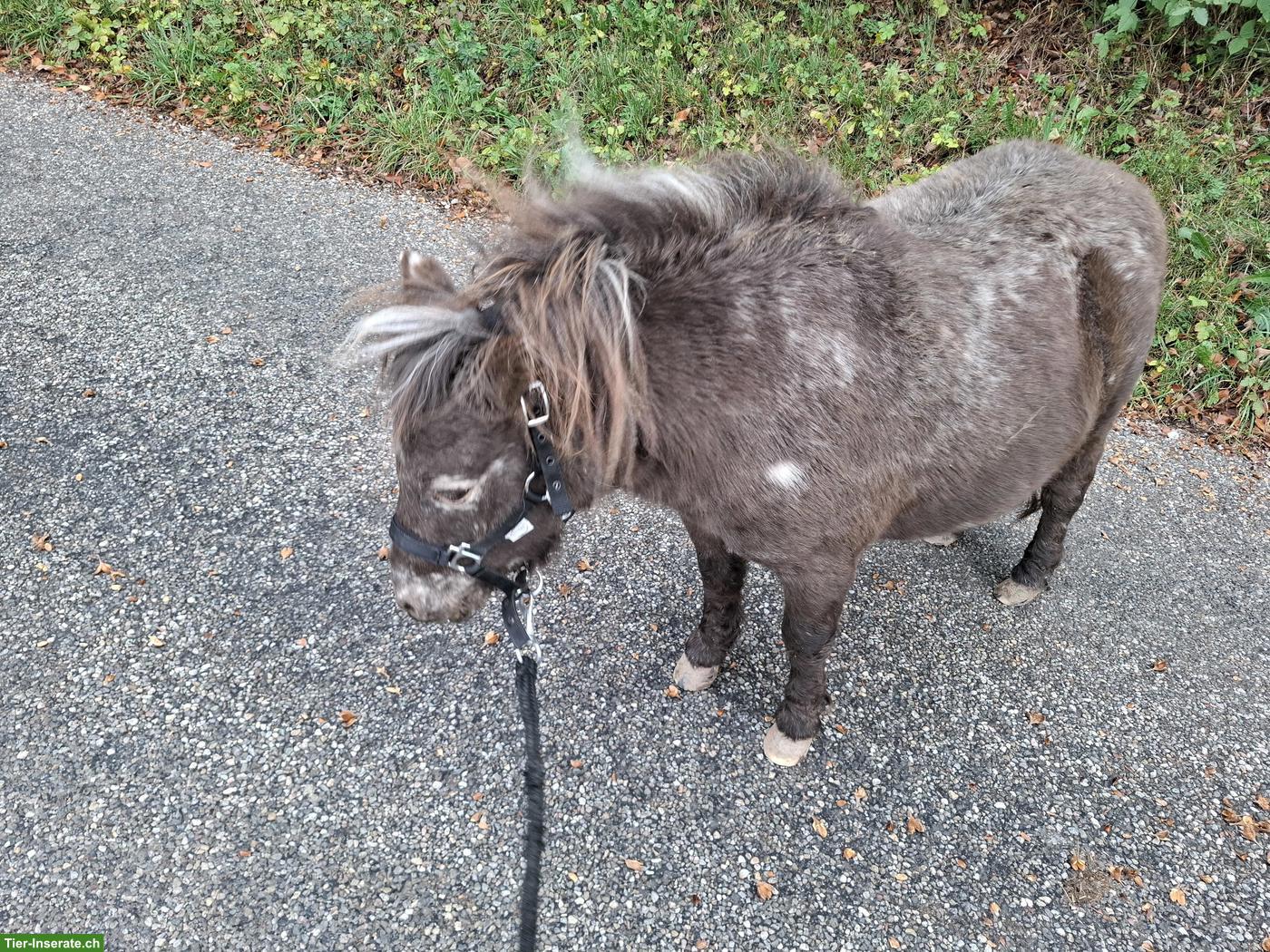 Bild 4: Mini Shetty Stute sucht ihr Traumzuhause