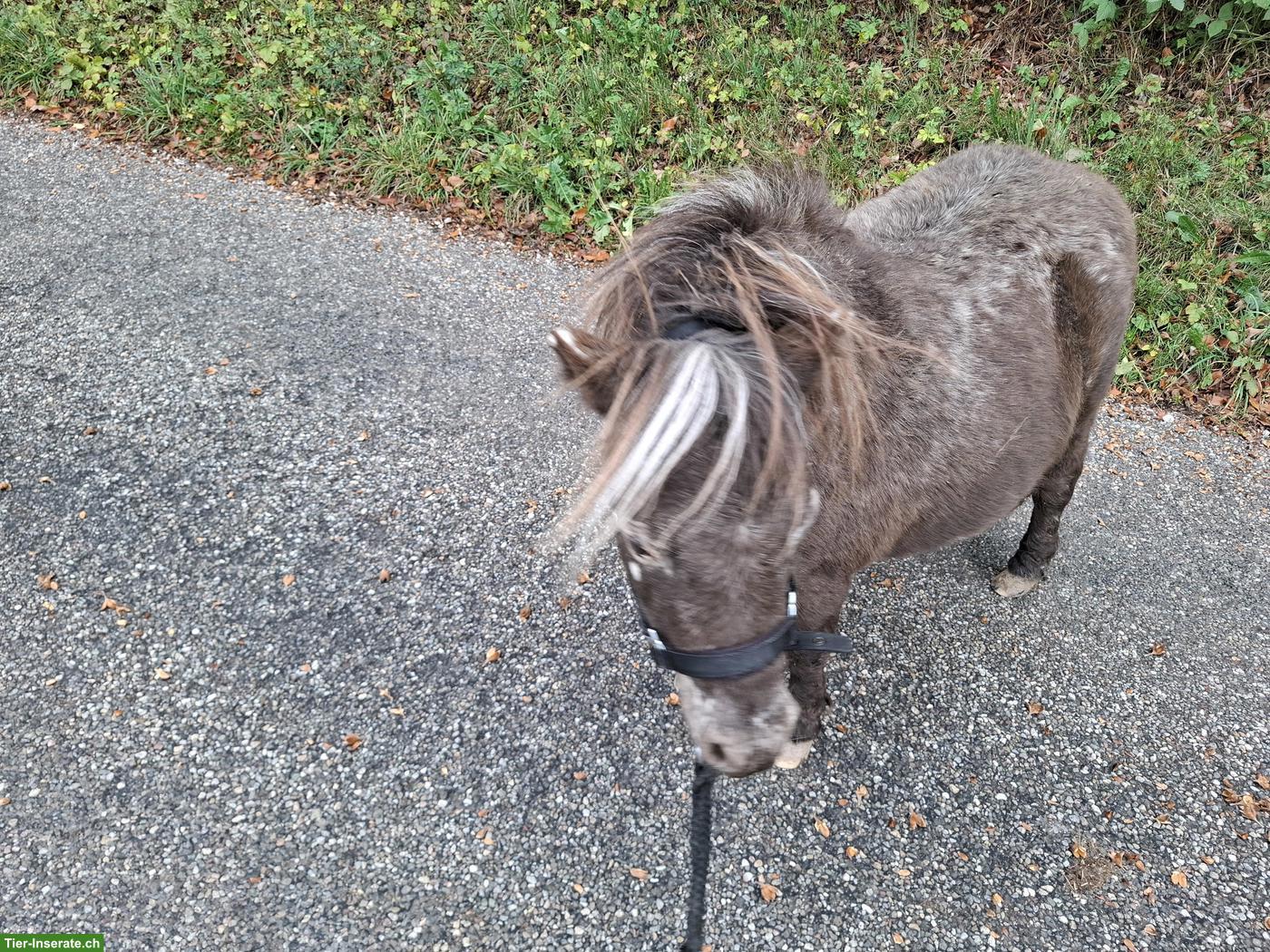 Bild 5: Mini Shetty Stute sucht ihr Traumzuhause
