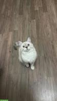 British Shorthair Katze mit Zubehör abzugeben