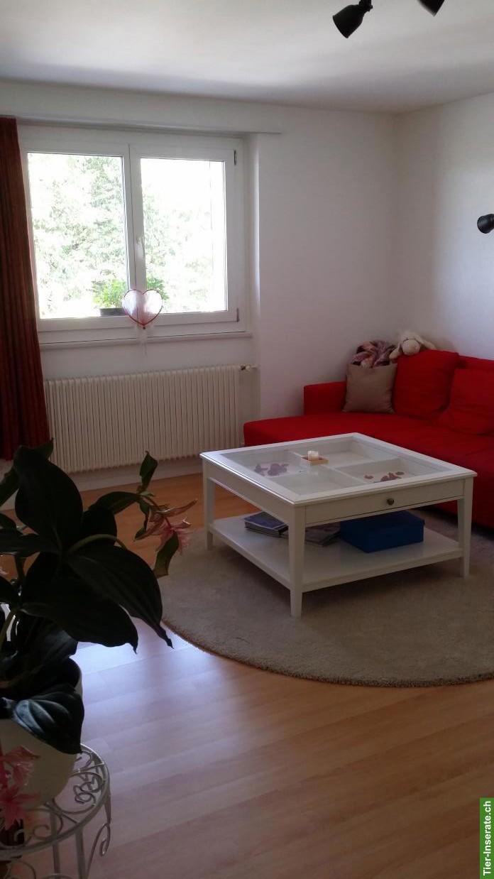 Bild 7: Einzigartige 3-Zimmer Wohnung nähe Laupen BE