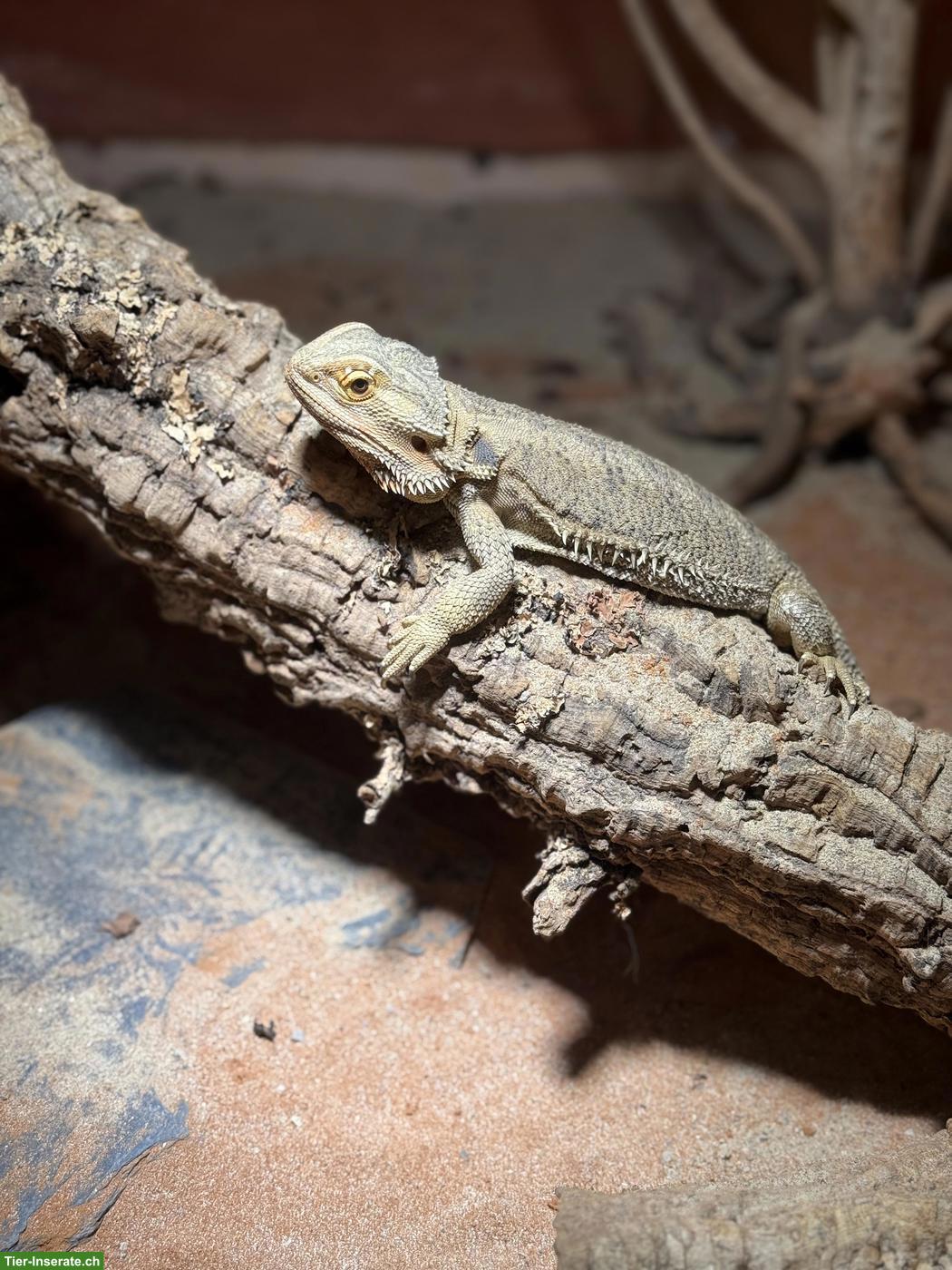 Weibliche Bartagame, optional mit Terrarium