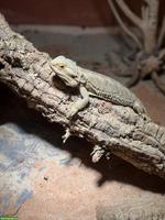 Weibliche Bartagame, optional mit Terrarium