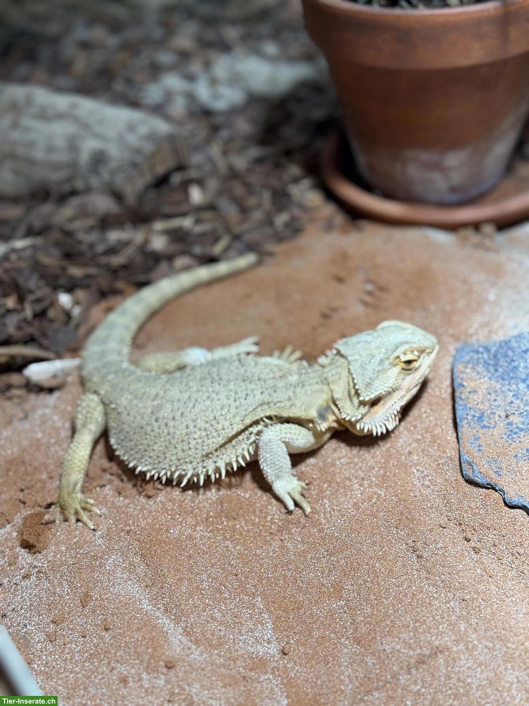 Bild 3: Weibliche Bartagame, optional mit Terrarium